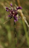 180708--weinberg-lauch (allium vineale)4278-.jpg